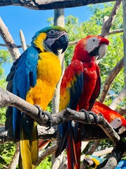 Macaws in the wild