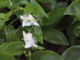 野に咲く白いトキワツユクサの花