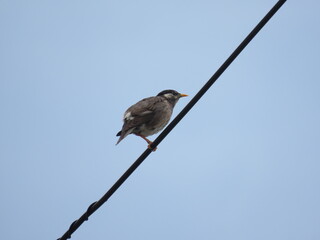 電線にとまるムクドリ
