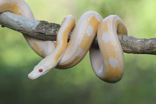 snake, albino python, an albino python is wrapped around a log