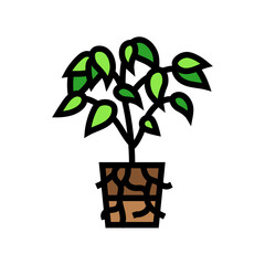 transplanting urban gardening color icon vector. transplanting urban gardening sign. isolated symbol illustration