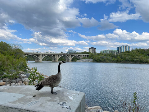 Ganso parado sobre roca a la orilla de un r&iacute;o, en un d&iacute;a soleado con algunas nubes. 