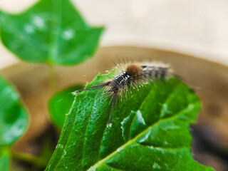 macro of a caterpillar