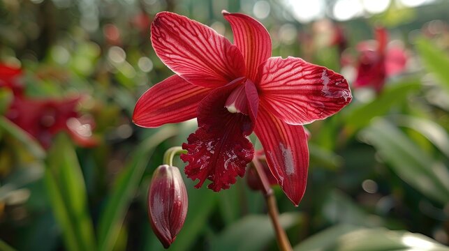 Stunning red orchid at Belok Sidan orchid farm
