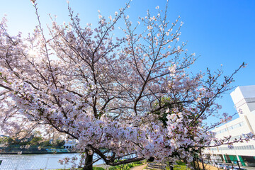 川辺で満開に咲く美しいソメイヨシノ（桜）。 日本国神奈川県横浜市鶴見区、鶴見川にて。 2024年4月10日撮影。 Beautiful Someiyoshino sakura (Cerasus x yedoensis, cherry blossom) in full bloom by the riverside. 