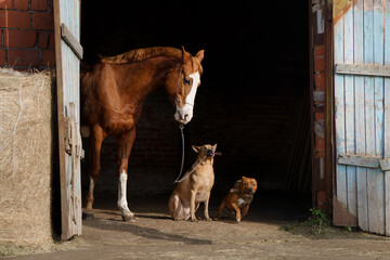 In the stable doorway, a horse stands beside a Thai Ridgeback and a Staffordshire Bull Terrier dogs. The rustic barn setting highlights the trio relaxed farm life camaraderie
