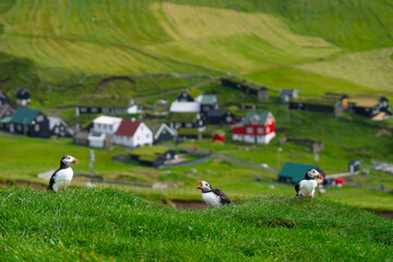 Puffins in Mykines, Faroe Islands