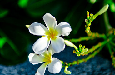 Fototapeta premium White Plumeria on the Plumeria tree or Plumeria flowers with green leaves background