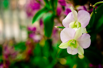 Beautiful Thai Orchid Purple or Lavender on isolated or group with blur or defocus background.