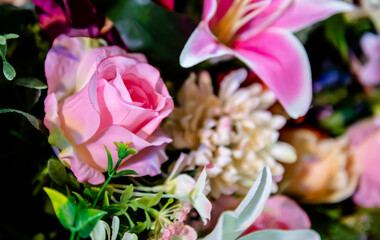 Rose Flowers in soft focus or blurred background and among other multi color orchid flowers.