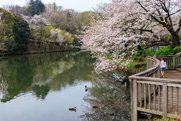 水辺で満開に咲く美しいソメイヨシノ（桜）。...