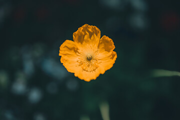 양귀비가 보이는 풍경