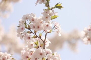 Obraz premium Cherry blossom