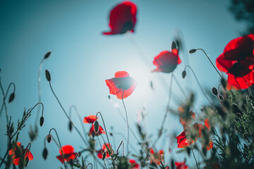 Obraz premium 양귀비가 보이는 풍경