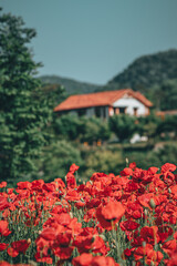 Fototapete bei efototapeten.de bestellen   