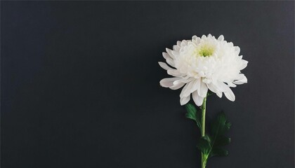 菊　花　白　背景　フレーム　バナー　コピースペース　素材