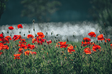 Fototapete bei efototapeten.de bestellen   