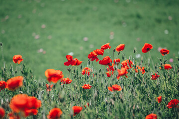 양귀비가 보이는 풍경