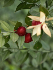 Red berries and green leaves in the Hermannshof Gardens in Weinheim, Germany.