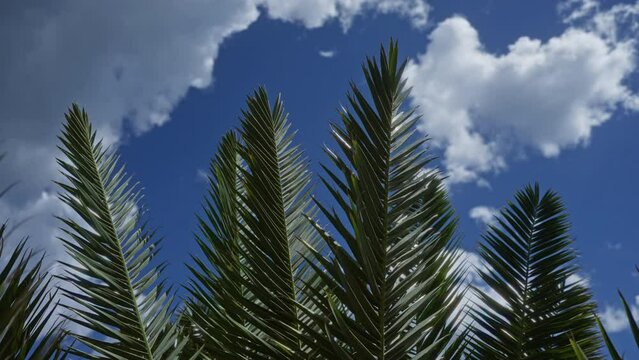 Tall green cycas revoluta fronds reach towards a vibrant blue sky with scattered clouds in a serene outdoor setting in puglia, southern italy.