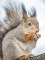 The squirrel with nut sits on tree in the winter or late autumn