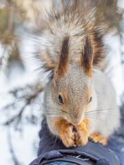Squirrel eats nuts from a man's hand. Caring for animals in winter or autumn.
