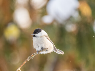 Cute bird the willow tit, song bird sitting on a branch without leaves in the winter.