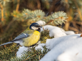 Cute bird Great tit, songbird sitting on the fir branch with snow in winter
