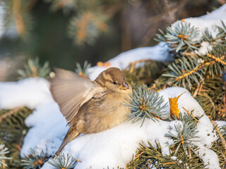 Sparrow sits on a fir branch with snow in winter