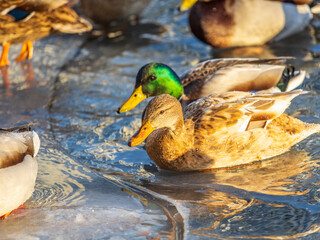 Flock of ducks playing and floating on winter ice frozen city park pond. Birds in winter gulls, ducks swim in a partly frozen lake