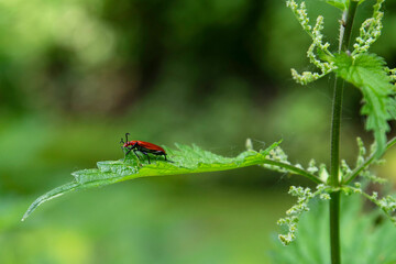A bright red callid beetle on a nettle leaf