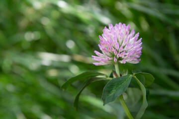 Close-up of a pink clover flower in a meadow