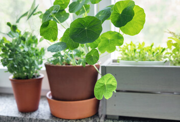 Flower pot with indoor houseplant on windowsill