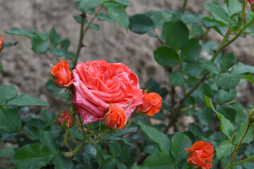 Beautiful red rose flower closeup in garden, A very beautiful rose flower bloomed on the rose tree, Rose flower, bloom flowers, Natural spring flower,  Nature