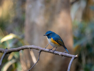 Naklejka premium 森の中で枯れ木に留まってエサを探しているルリビタキの雄