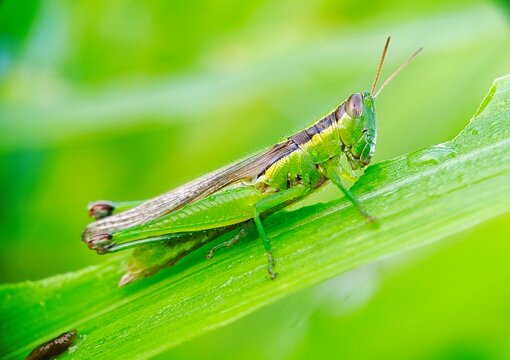 Rice grasshoppers - Close up detail of green grasshopper