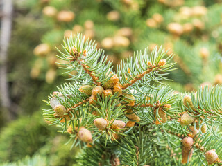 Closeup of fir branches with young buds. Spring nature concept. Fir branches with fresh shoots