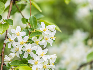 White blossoming apple trees in the sunset light. Spring season, spring colors.