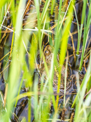 A large green frog sits in the marsh.