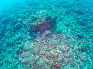 岩場で休む美しく大きなアオウミガメ（ウミガメ科）。

日本国静岡県伊豆半島賀茂郡南伊豆町中木から渡し船で渡るヒリゾ浜にて。
2022年夏水中撮影。

A beautiful, large green sea turtle (Chelonia mydas, family Turtles) resting on a rocky beach.

Hirizohama beach, by ferry fr