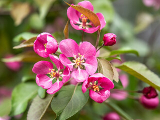 Obraz premium Fresh pink flowers of a blossoming apple tree with blured background