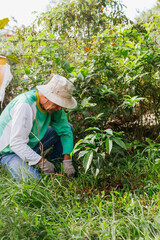 Older Latino man with hat and gloves, working the land on his farm. Nature and garden.