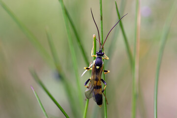 Gelbe Schlupfwespe - Amblyteles armatorius
