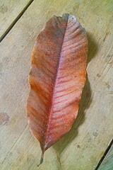 red leaf on the wooden 