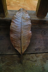 leaf on the wooden 