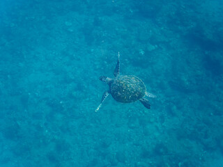 ゆったり泳ぐ美しく大きなアオウミガメ（ウミガメ科）。

日本国静岡県伊豆半島賀茂郡南伊豆町中木から渡し船で渡るヒリゾ浜にて。
2022年夏水中撮影。

The Beautiful and large green sea turtle (Chelonia mydas, family Turtles) swims leisurely. 

Hirizohama beach, by ferry from