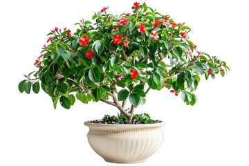 Tropical plant bush shrub red flower pot green tree isolated on white background