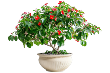 Tropical plant bush shrub red flower pot green tree isolated on white background