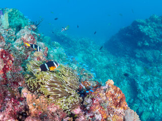 美しいイソギンチャク畑の可愛いクマノミ（クマノミ亜科）のペア。

日本国静岡県伊豆半島賀茂郡南伊豆町中木から渡し船で渡るヒリゾ浜にて。
2022年夏水中撮影。

The Lovely Yellowtail clownfish (Amphiprion clarkii) Pair in Beautiful Sea Anemones,

Hirizohama beach, by ferry from N