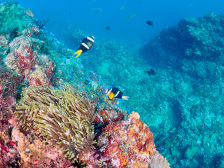 美しいイソギンチャク畑の可愛いクマノミ（クマノミ亜科）のペア。

日本国静岡県伊豆半島賀茂郡南伊豆町中木から渡し船で渡るヒリゾ浜にて。
2022年夏水中撮影。

The Lovely Yellowtail clownfish (Amphiprion clarkii) Pair in Beautiful Sea Anemones,

Hirizohama beach, by ferry from N